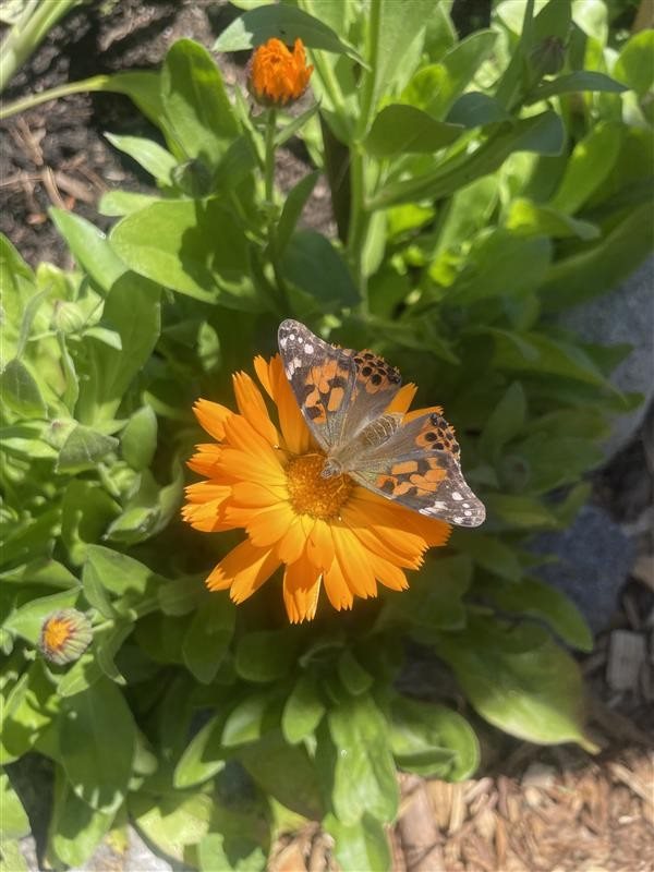 butterfly-release.f6320d89919.jpg