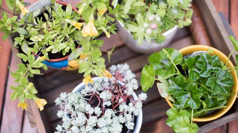 Plant Fundraiser
