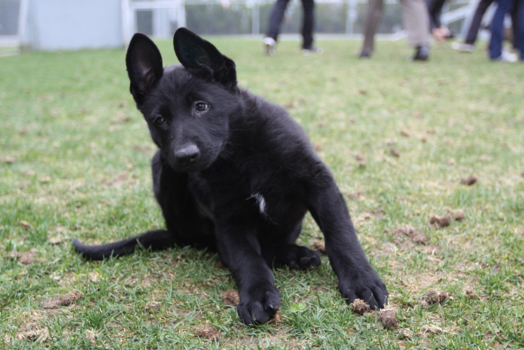 VPD puppy